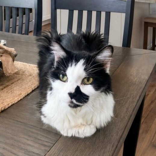 For Cats